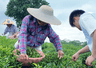 观田间采茶劳作,探产销完整茶链|我院 “笃志向善” 突击队深入茶乡全产业链调研