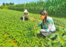 河南荆芥成乡村特色产业样本 药食同源链上增值促农增收