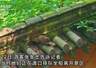 乐山大佛景区内一男子将松鼠活活踩死，游客出声制止，涉事者竟称松鼠是害虫