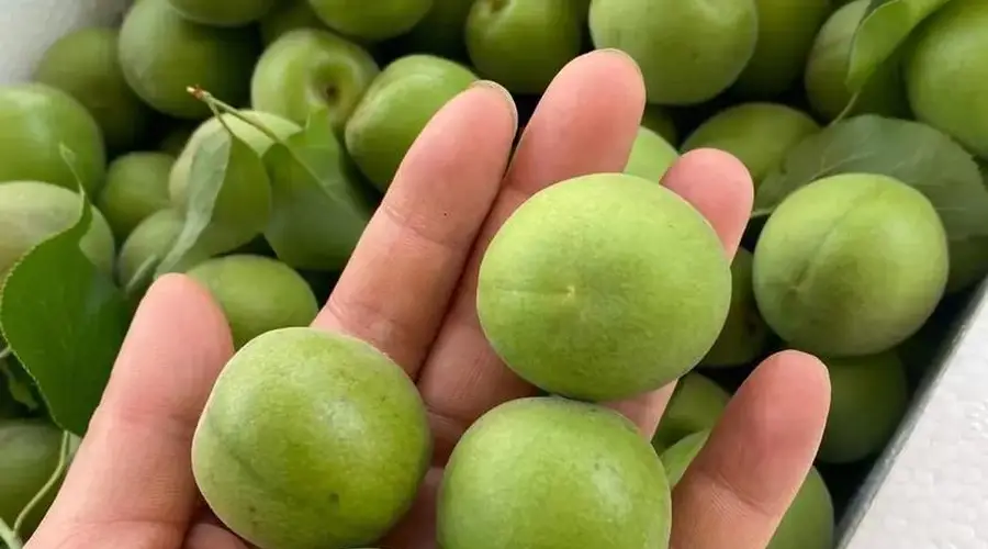 新手也能成功,青梅酒如何才好喝又耐放的关键在这