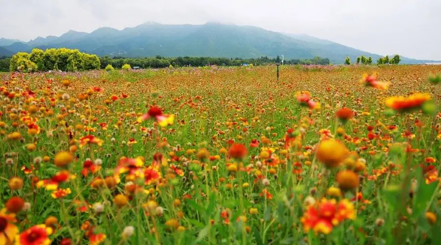 北京七孔桥花海绽放金翅菊，斑斓花海引游客纷至沓来