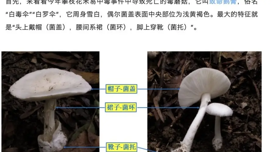 郑州一火锅店菜单现剧毒“白杆杆”？店家称正规渠道采购，当地市监未接到相关投诉