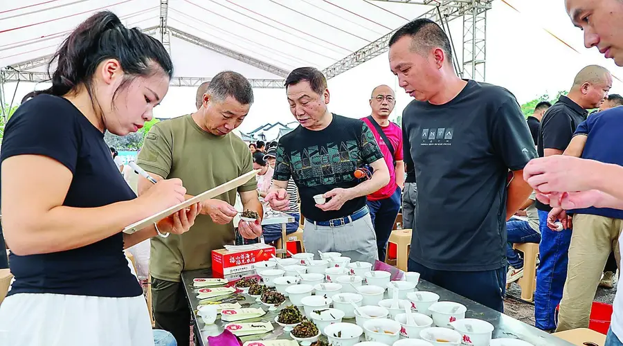 武夷山：卸掉“炭火妆” 好茶“素颜”见人