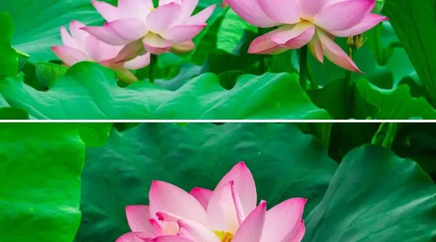 夏游都江堰,观荷塘清韵,赏紫色浪漫