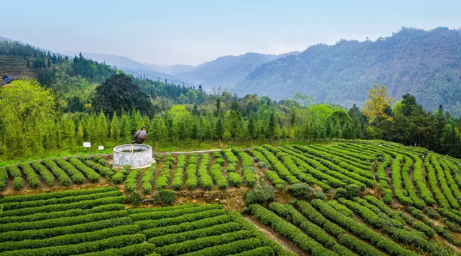 走进马边茶山，邂逅一抹茶香