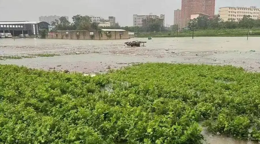广西洪水之下，“中国茉莉之乡”遭遇灭顶之灾