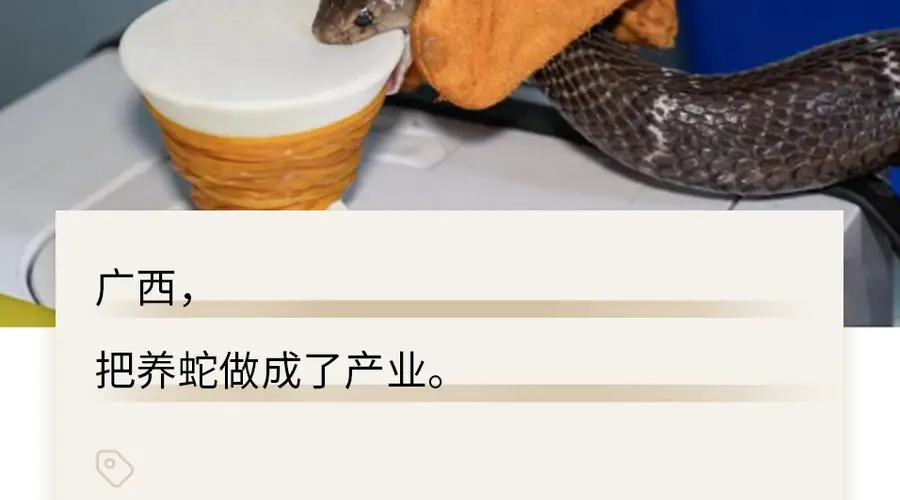 被冲毁的广西养蛇场,藏着500亿的大生意