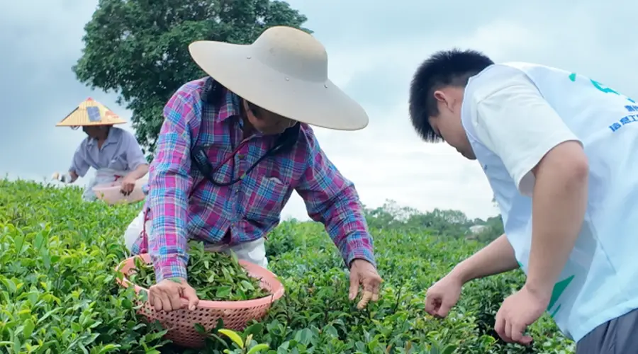 观田间采茶劳作,探产销完整茶链|我院 “笃志向善” 突击队深入茶乡全产业链调研