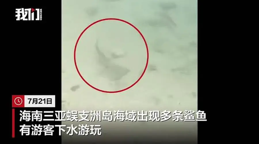 三亚蜈支洲岛海域现多条黑鳍鲨 景区称无攻击性