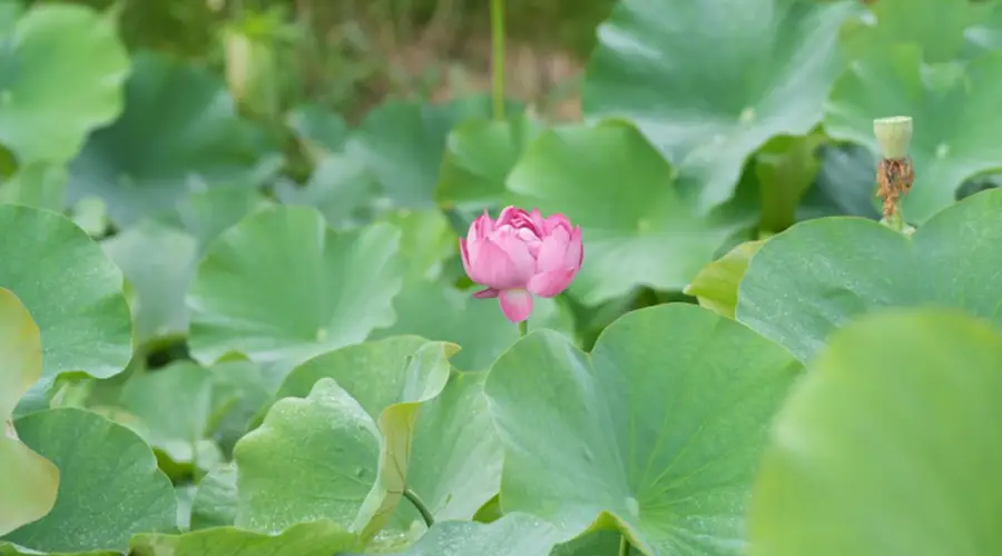 重庆丰都包鸾荷塘盛景:生态美学焕新农旅融合发展模式
