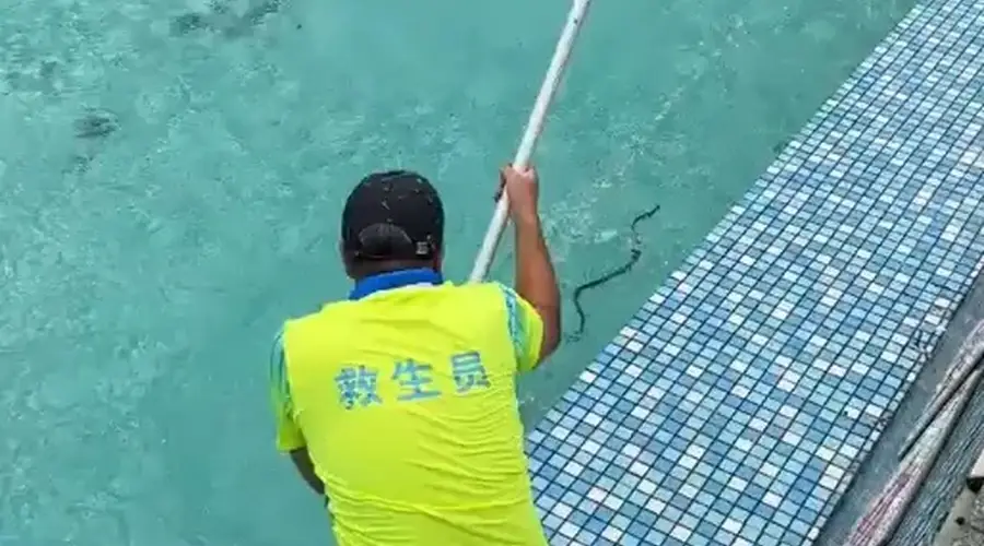 广东清远一景区泳池现蛇 无毒菜花蛇被救生员及时处理