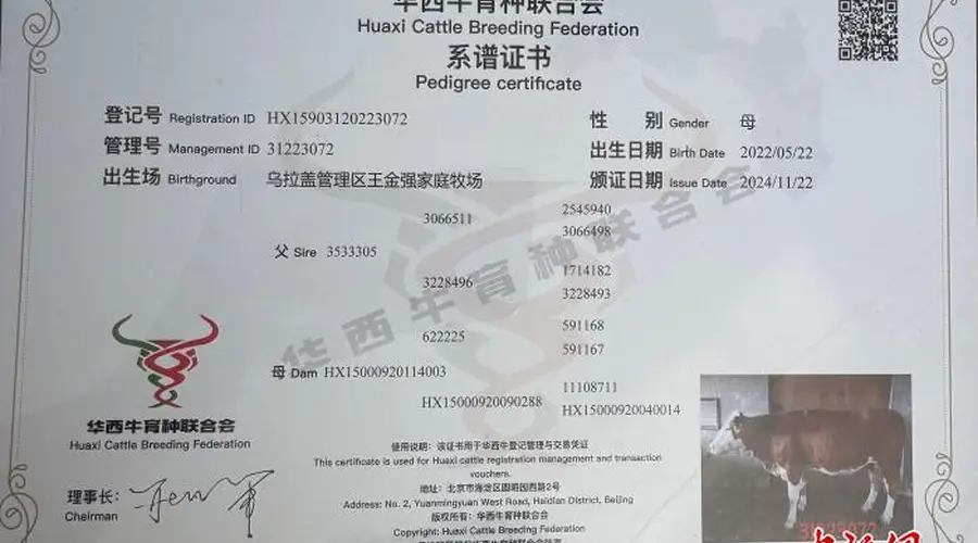 乌拉盖培育的华西牛亮相全国拍卖会成核心竞拍品种
