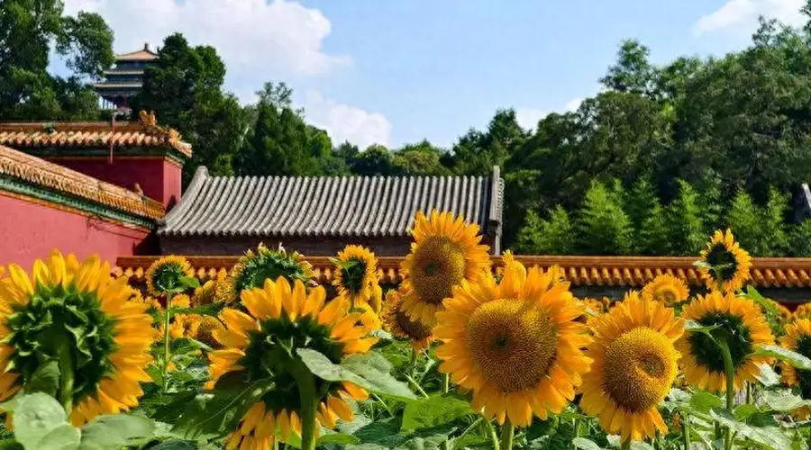 北京中轴线盛夏赏花好去处 天坛中山公园等你来打卡