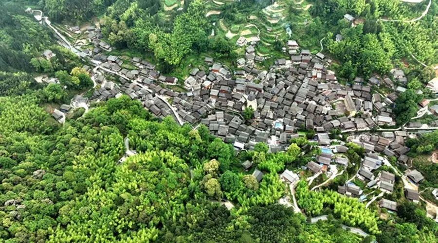 从江占里侗寨守千年祖训 “山林是主” 护古林生机永续
