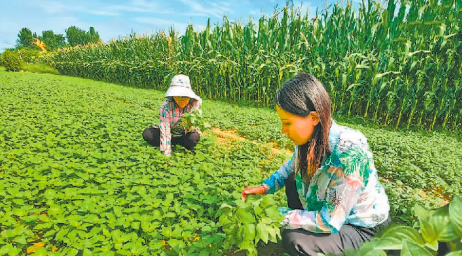 河南荆芥成乡村特色产业样本 药食同源链上增值促农增收