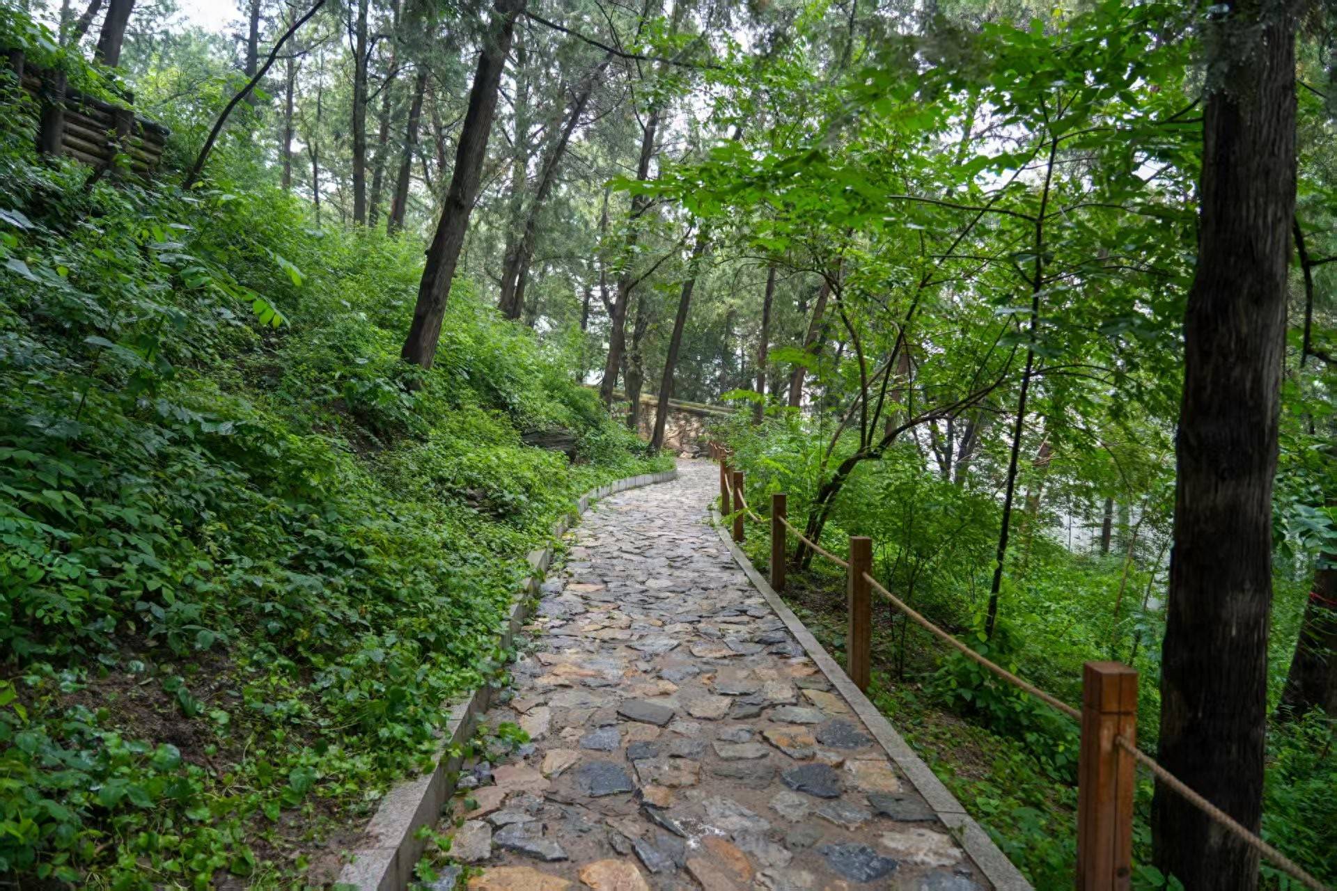 避暑胜地+1，香山公园古树保护示范区全新开放
