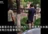 上海一小区水池现60公分鳄鱼 疑似业主宠物被弃养 已移交动物园