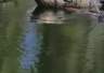 沈阳辽中区一鱼塘内惊现海豹，专家：追鱼入内河，水位下降后被困