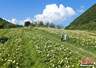 重庆涪陵：百亩高山绣球花开满山野