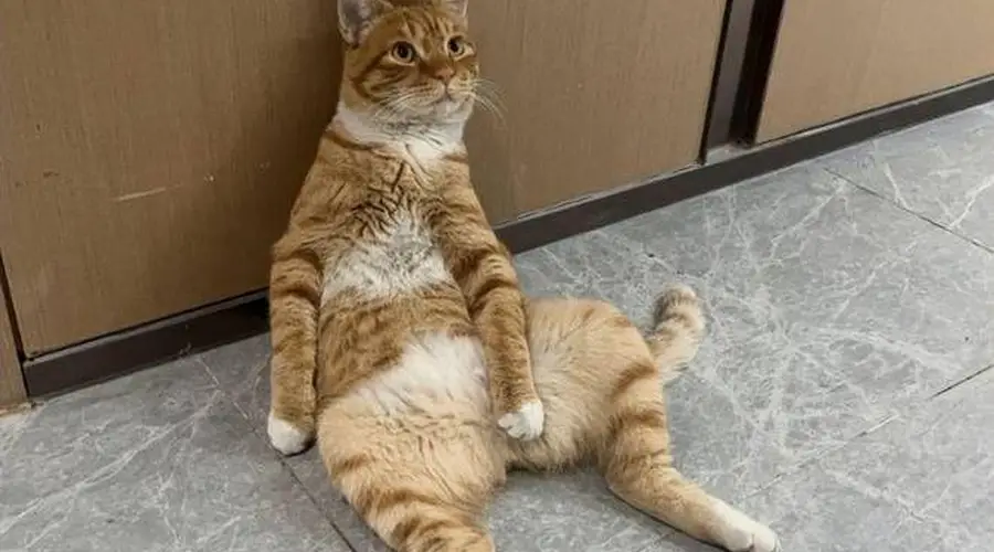 它是小区的“楼长”,也是一只流浪猫,却又同时有着上百个家!