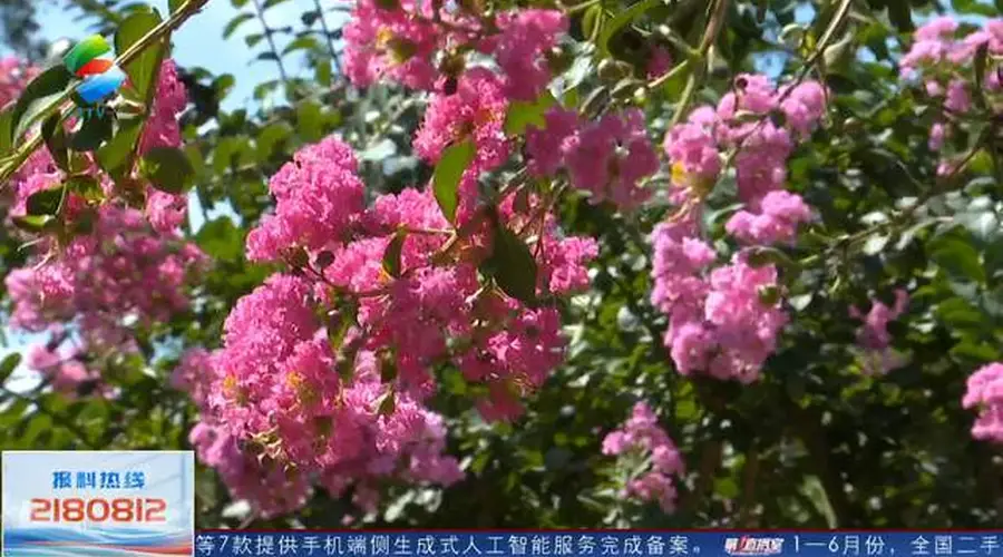 原创红花湖的紫薇花开啦！花期将持续到