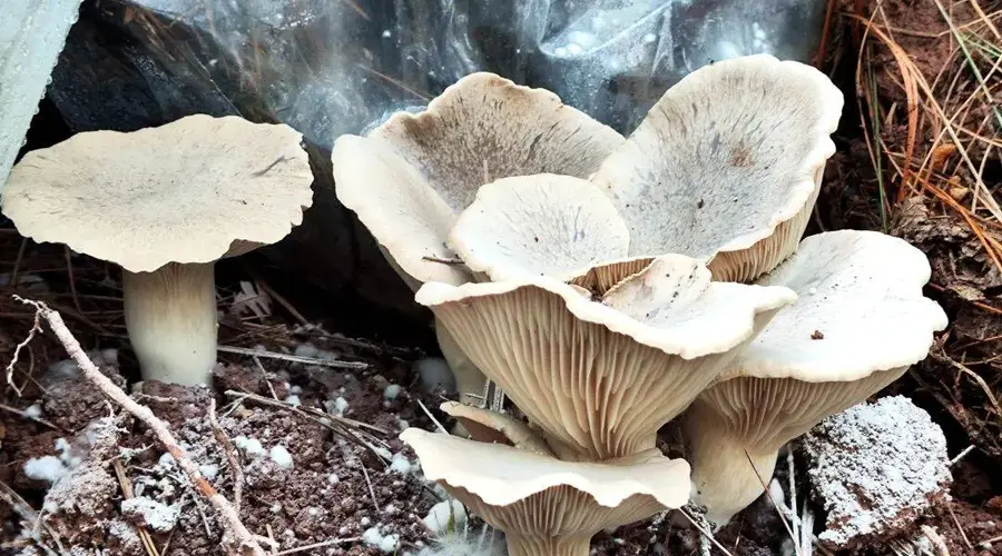 越西菌子：山野馈赠的美味邂逅