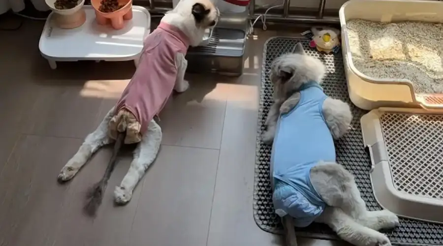 数千只猫吃同款猫粮后瘫痪?伯纳天纯:无法认定存在直接关联