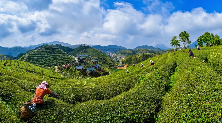 福建大田:盛夏出“金叶” 高山茶飘香