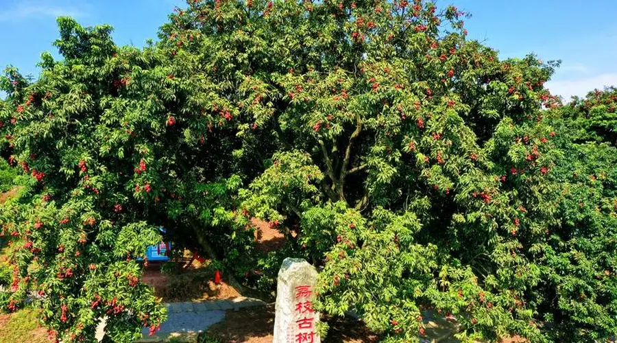 文旅新探｜千年古道荔枝鲜