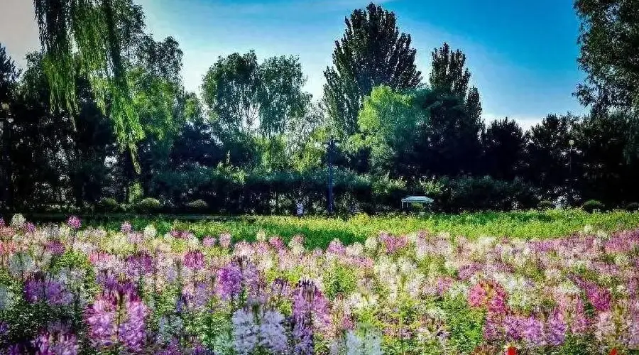 大同文瀛湖3000平方米醉蝶花海进入盛花期