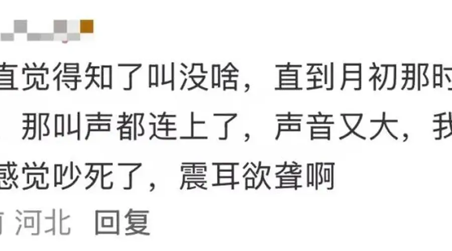 夏季蝉鸣致听力受损病例增多 医生紧急提醒远离高频噪声