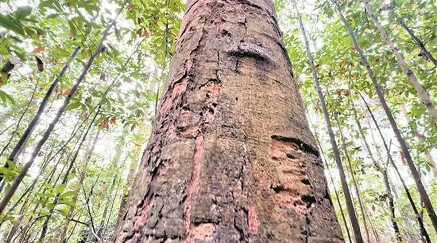 岭南古宗祠百年留存 好木材需满足这些条件
