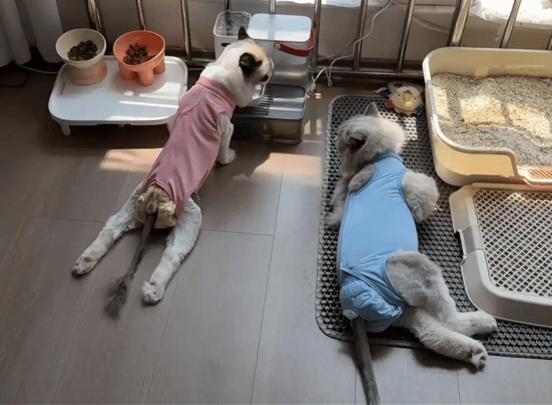 数千只猫吃同款猫粮后瘫痪？伯纳天纯：无法认定存在直接关联