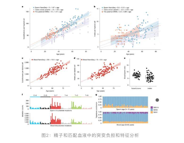研究发现：高龄怀孕伤自己身体，高龄爸爸会坑了孩子，不可思议