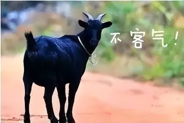 东山羊肉的千年传奇：从灵山秀水到人间至味