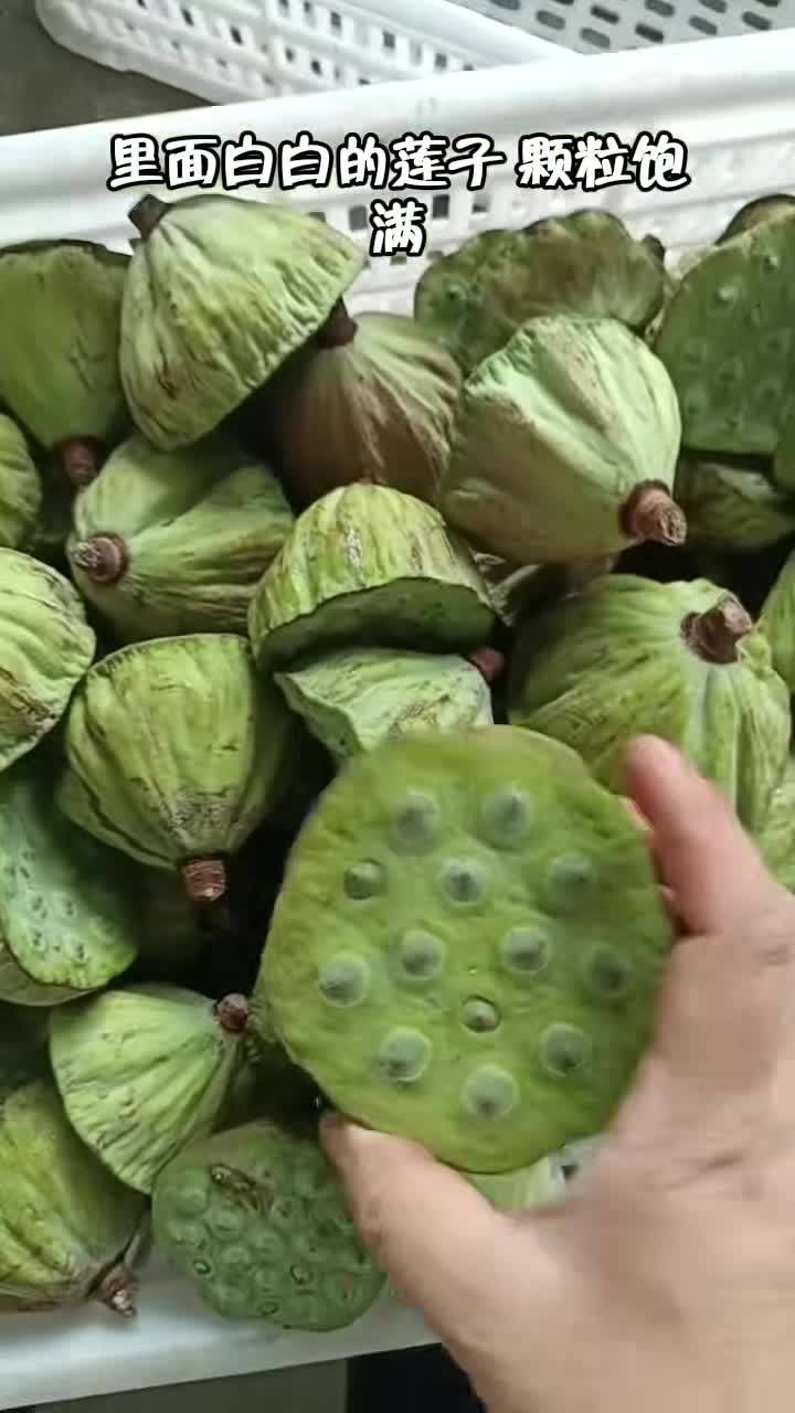 夏天独有的小零食，新鲜嫩莲蓬，清甜解腻