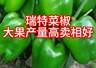 瑞特菜椒甜椒柿子椒种子