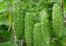 被称为“天然胰岛素”的4种菜，想控糖的可以放心吃！