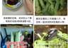 男子食生豆角三日暴瘦八斤 医生警告真实为中毒