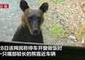 7月27日大兴安岭有熊逼近自驾车辆啃门 车内人员受惊后启动车辆驱离熊