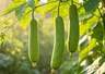 丝瓜大量上市 夏季吃需留意两点