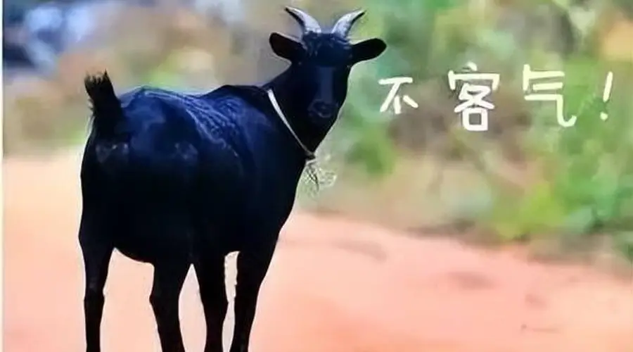 东山羊肉的千年传奇:从灵山秀水到人间至味