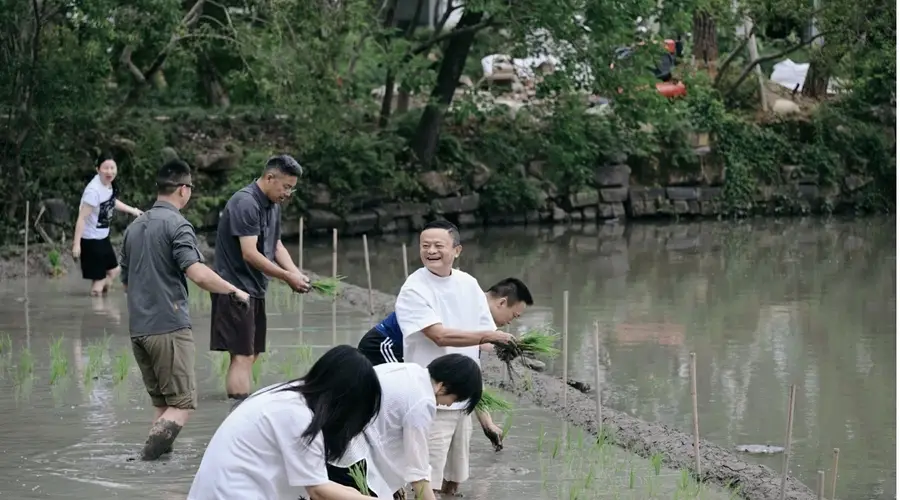 阿里管理层集体下田插秧，马云现身传递信心