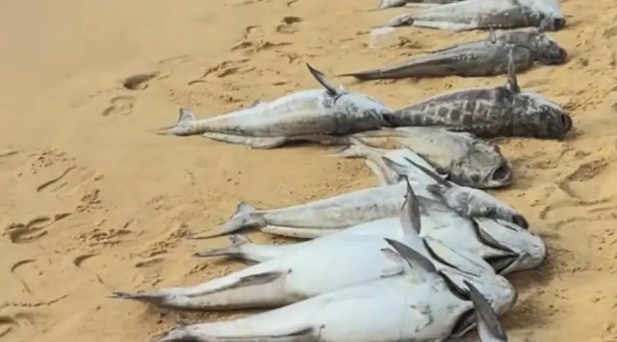 海口海滩惊现大量死鱼：赤潮致养殖鱼缺氧死亡，官方已清理处置
