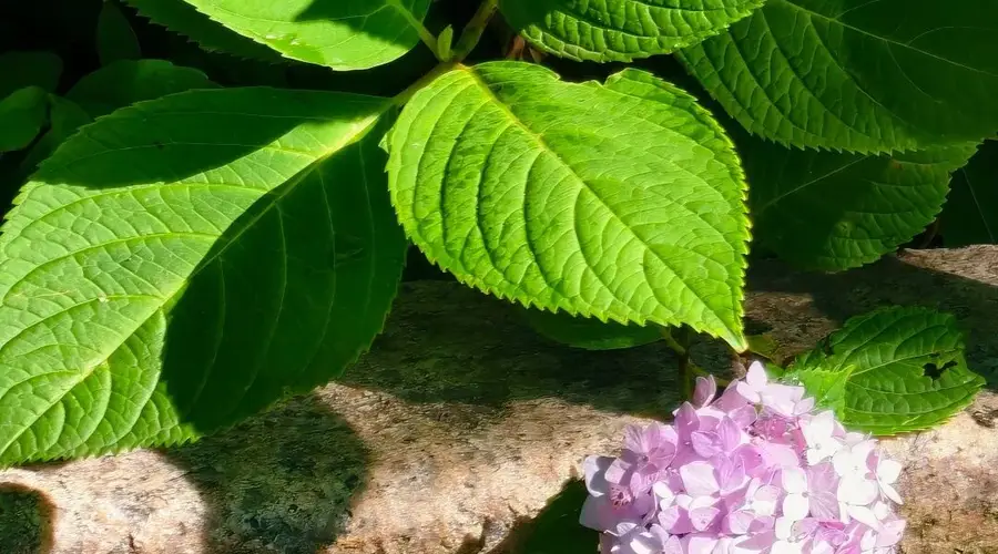 4 座藏在市北街巷的避暑山头，暑期散步好去处