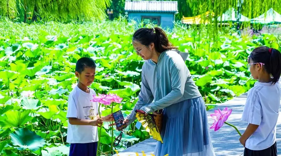 盛夏赏荷正当时,大明湖畔“荷花经济”悄然走红
