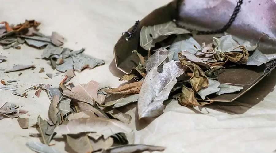 浙江寻凉记：伏天草木藏清凉！一起解锁“浙”些消暑凉茶
