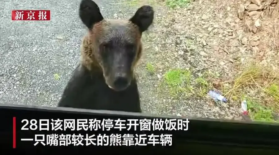 7月27日大兴安岭有熊逼近自驾车辆啃门 车内人员受惊后启动车辆驱离熊