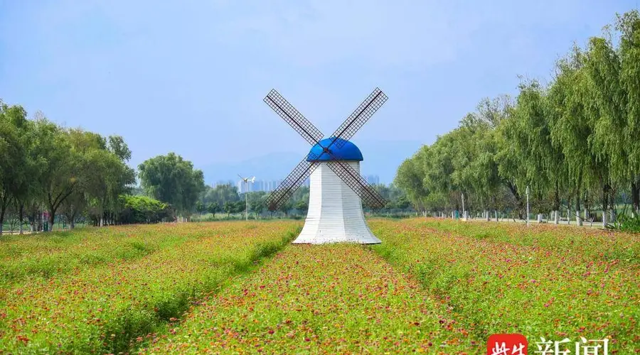 海州百日菊盛放 赏花经济激活文旅新场景