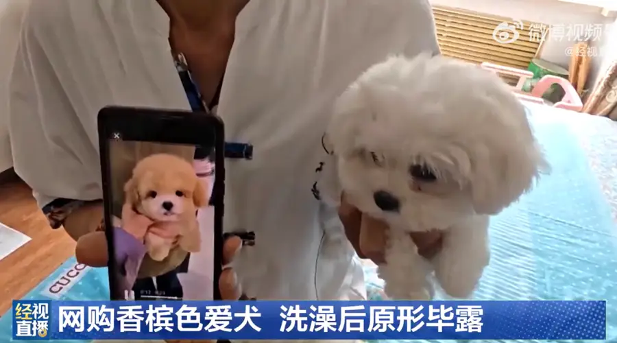 哈尔滨男子1400元网购香槟色小狗 洗完澡变纯白 商家事前禁洗澡事后失联